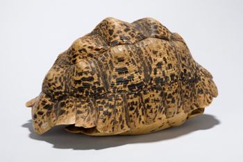 Media type: image;   Herpetology R-18156 Description: Image taken for Time and Time Again exhibit at Collection of Historical Scientific Instruments.;